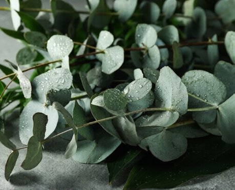 Fresh eucalyptus harvest
